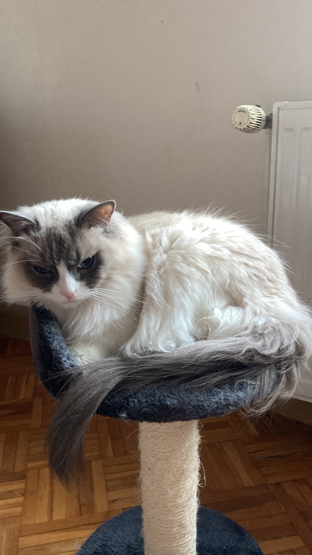 Leo_thumbnail_image_6209779.jpg Leo_thumbnail_image_6209779.jpg